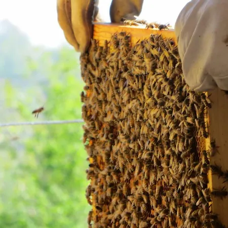 Beewell Honey