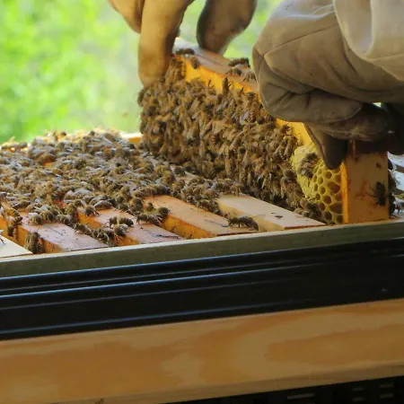 Beewell Honey Casa de Férias *